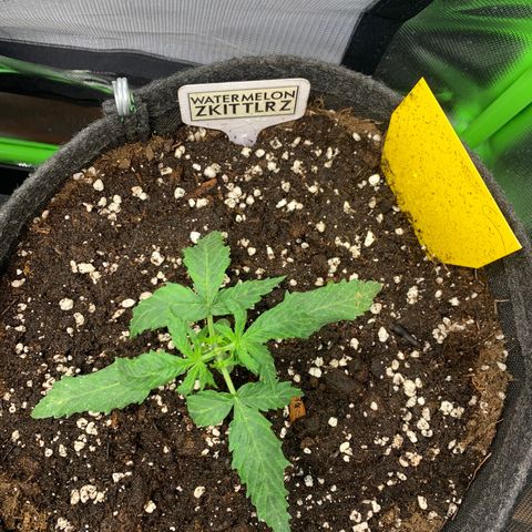 Watermelon Zkittlez Auto growlog photo: Nach topping 