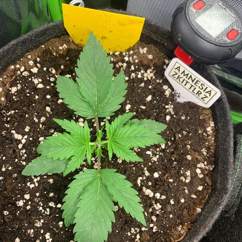 Amnesia Zkittlez Auto growlog photo: Nach toppen 