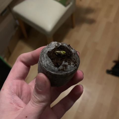Watermelon Zkittlez Auto growlog photo: 9.5 0:50uhr