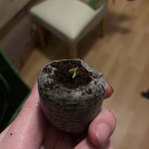 Watermelon Zkittlez Auto growlog photo: 9.5 0:50uhr