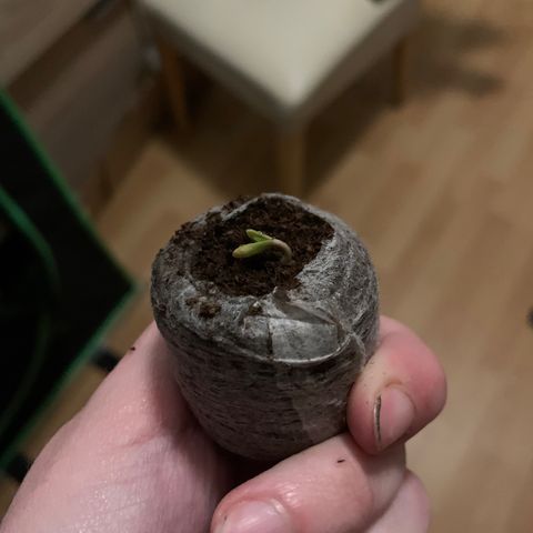 Watermelon Zkittlez Auto growlog photo: 9.5 0:50uhr