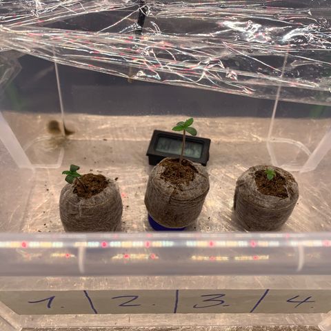 Amnesia Zkittlez Auto growlog photo: 9.5 17 Uhr 