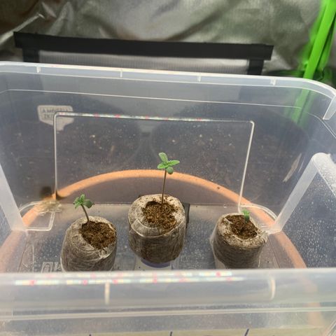 Amnesia Zkittlez Auto growlog photo: 9.5 20uhr