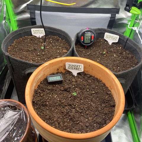 Amnesia Zkittlez Auto growlog photo: 9.5 21 uhr jiffy’s in endtöpfe gesetzt