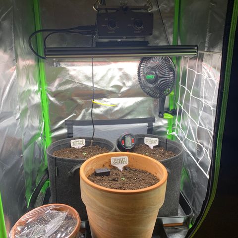 Amnesia Zkittlez Auto growlog photo: 9.5 21 uhr jiffy’s in endtöpfe gesetzt