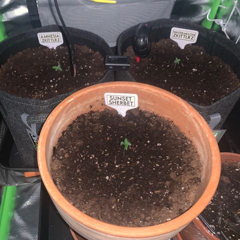 Amnesia Zkittlez Auto growlog photo: 23 Uhr 