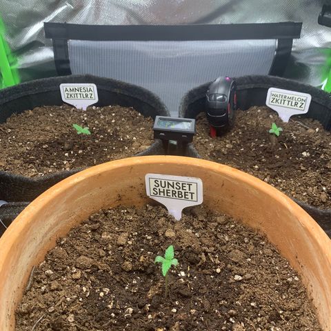 Amnesia Zkittlez Auto growlog photo: 15 Uhr 