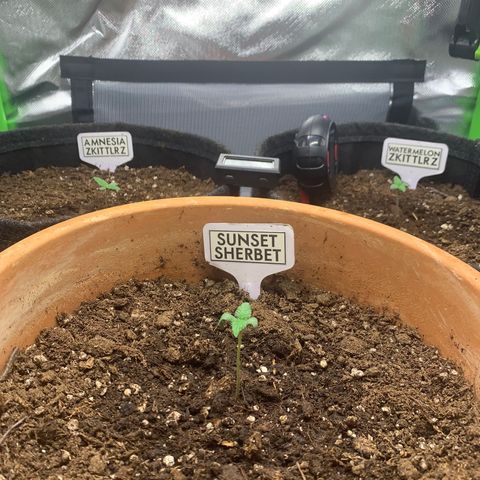 Amnesia Zkittlez Auto growlog photo: 15 Uhr 