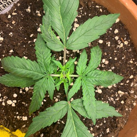 Sunset Sherbet Automatic growlog photo: 1 Tag nach topping 
