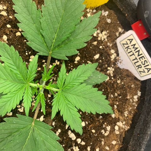 Amnesia Zkittlez Auto growlog photo: 1 Tag nach topping 