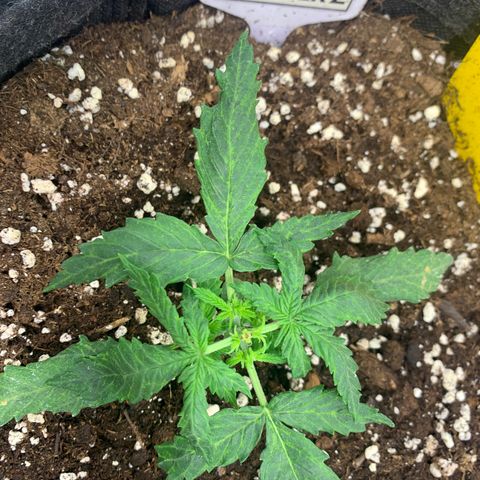 Watermelon Zkittlez Auto growlog photo: 1 Tag nach topping 