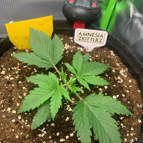 Amnesia Zkittlez Auto growlog timeline photo