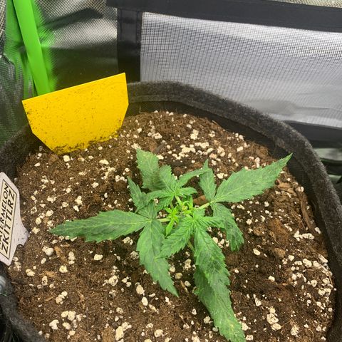 Watermelon Zkittlez Auto growlog timeline photo