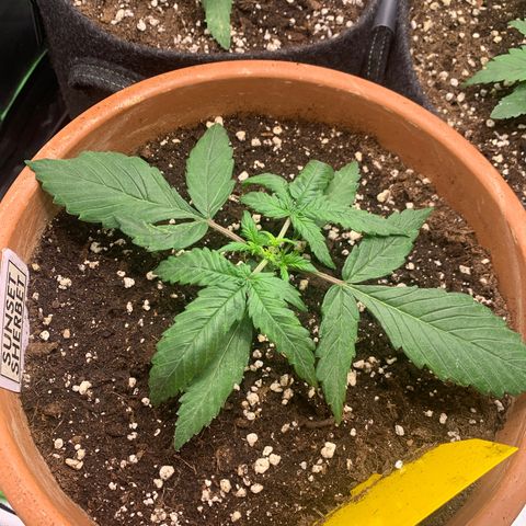 Sunset Sherbet Automatic growlog timeline photo