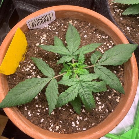 Sunset Sherbet Automatic growlog timeline photo