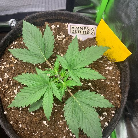 Amnesia Zkittlez Auto growlog timeline photo
