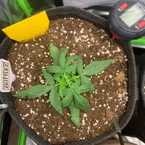 Watermelon Zkittlez Auto growlog timeline photo