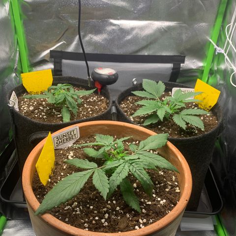 Amnesia Zkittlez Auto growlog timeline photo