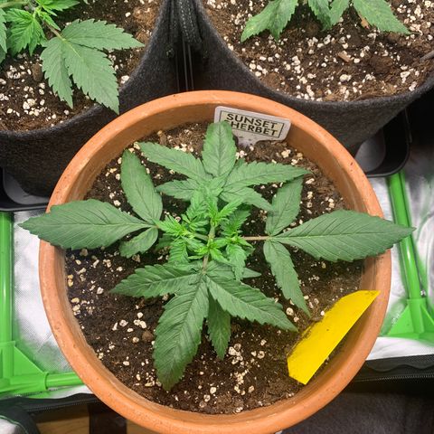 Sunset Sherbet Automatic growlog timeline photo