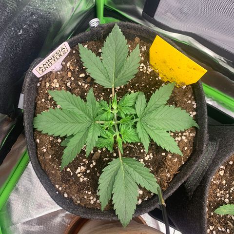 Amnesia Zkittlez Auto growlog timeline photo