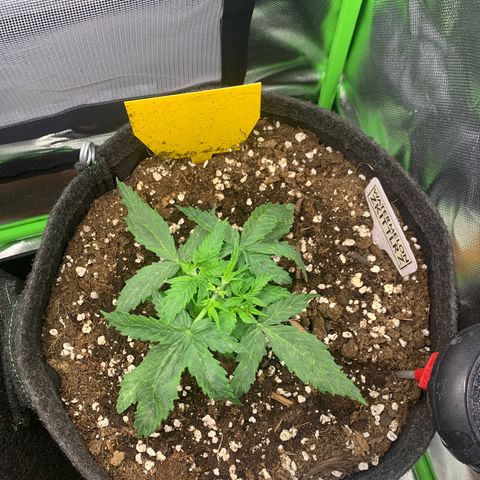 Watermelon Zkittlez Auto growlog timeline photo