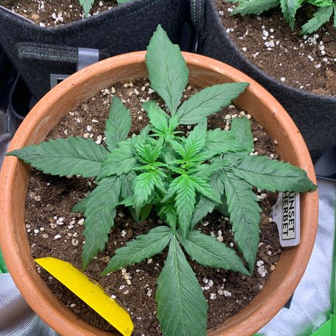 Sunset Sherbet Automatic growlog timeline photo