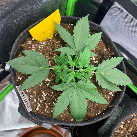 Amnesia Zkittlez Auto growlog timeline photo