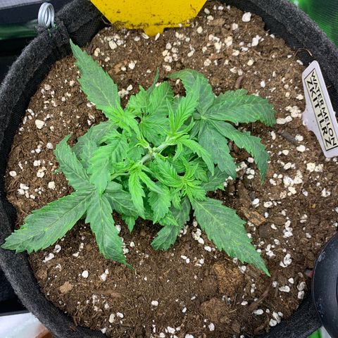 Watermelon Zkittlez Auto growlog timeline photo