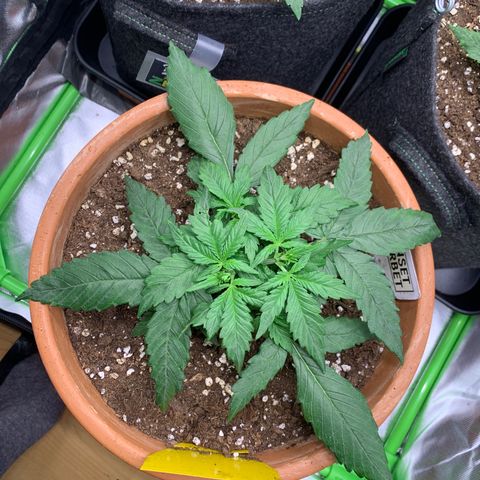 Sunset Sherbet Automatic growlog timeline photo