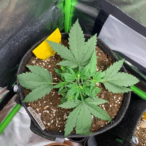 Amnesia Zkittlez Auto growlog timeline photo