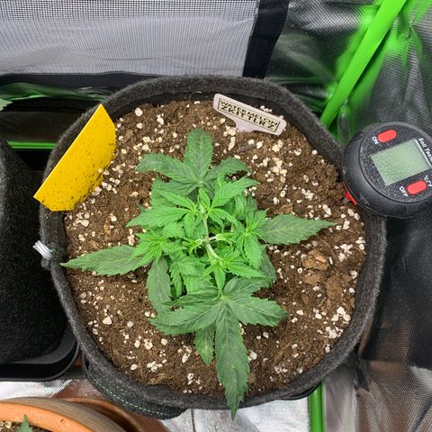 Watermelon Zkittlez Auto growlog timeline photo