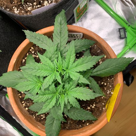 Sunset Sherbet Automatic growlog timeline photo