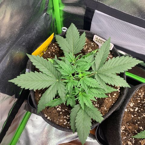 Amnesia Zkittlez Auto growlog timeline photo