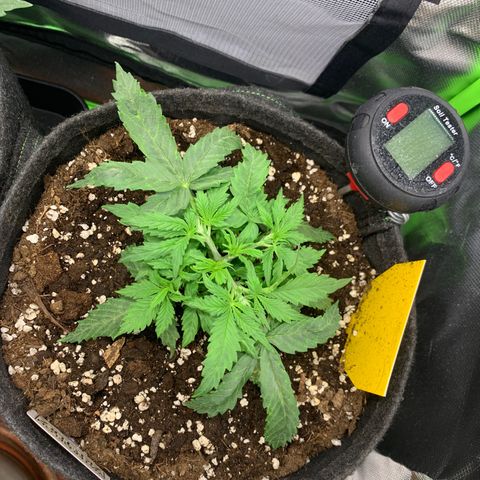 Watermelon Zkittlez Auto growlog timeline photo