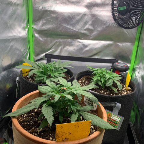 Amnesia Zkittlez Auto growlog timeline photo
