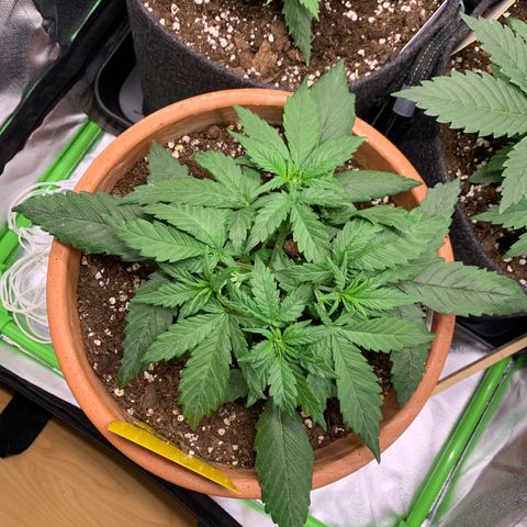 Sunset Sherbet Automatic growlog timeline photo