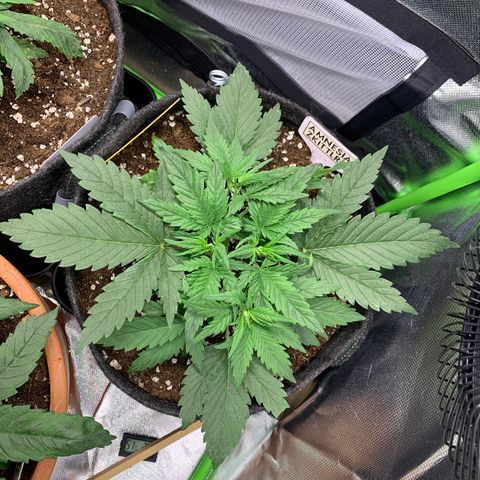 Amnesia Zkittlez Auto growlog timeline photo