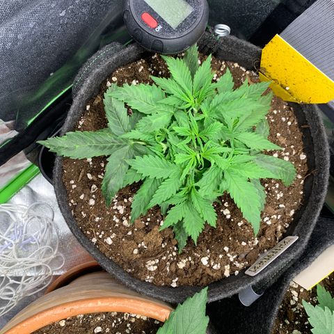 Watermelon Zkittlez Auto growlog timeline photo