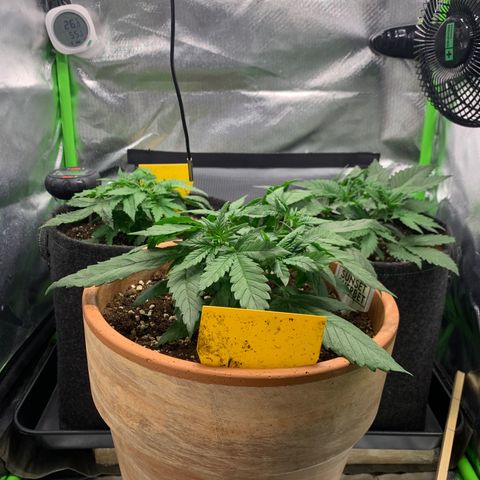 Amnesia Zkittlez Auto growlog timeline photo