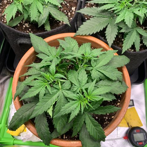 Sunset Sherbet Automatic growlog timeline photo