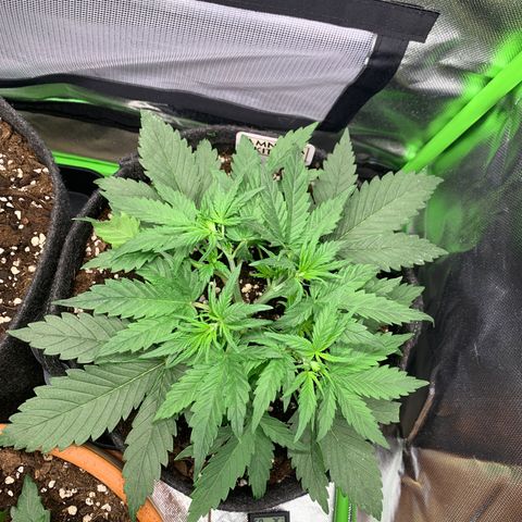 Amnesia Zkittlez Auto growlog timeline photo