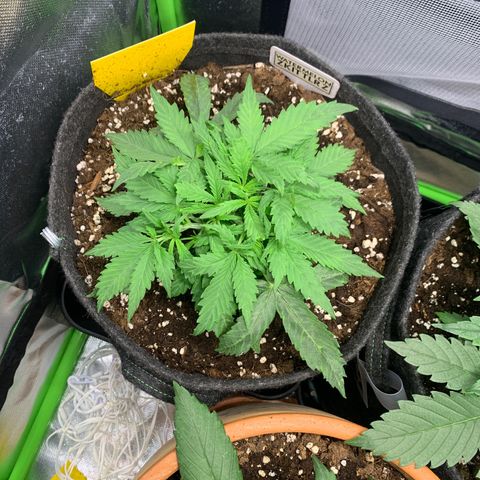 Watermelon Zkittlez Auto growlog timeline photo
