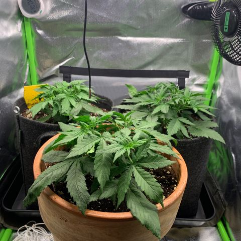 Amnesia Zkittlez Auto growlog timeline photo