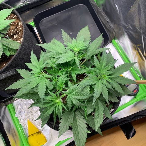 Amnesia Zkittlez Auto growlog timeline photo