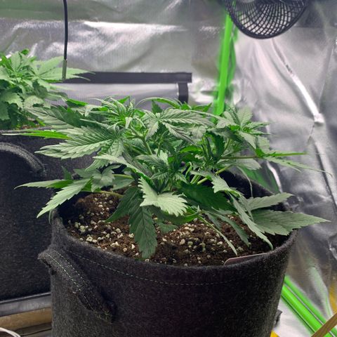 Amnesia Zkittlez Auto growlog timeline photo