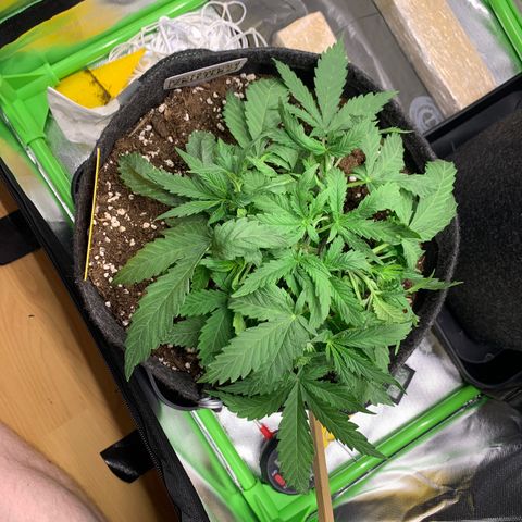 Watermelon Zkittlez Auto growlog photo: Nach LST