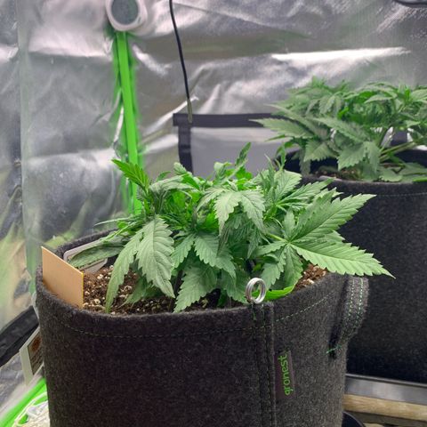 Watermelon Zkittlez Auto growlog photo: Nach LST