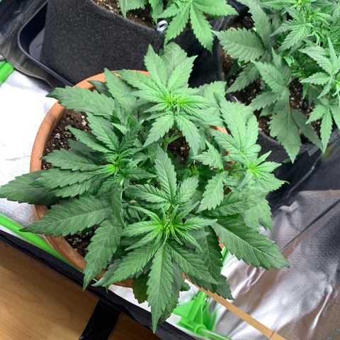 Sunset Sherbet Automatic growlog timeline photo