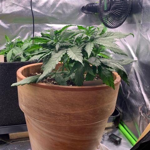 Sunset Sherbet Automatic growlog timeline photo