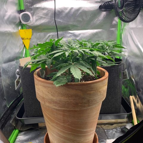 Amnesia Zkittlez Auto growlog timeline photo